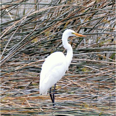 Great Egret (3)